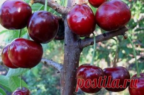 Яблоню и вишню сажайте подальше одну от другой: их корни действуют друг на друга угнетающе.