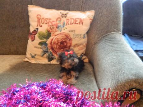 Наш питомник официально зарегистрирован в системе РКФ (Российская Кинологическая Федерация) и FCI (Международная Кинологическая Федерация). Мы профессионально занимаемся племенной работой и разведением собачек ..............декоративных пород . ПРОДАЖА ЩЕНКОВ В ТОЛЬЯТТИ ЙОРКШИРСКИЙ ТЕРЬЕР . РАЗМЕРЫ ЩЕНКОВ - СУПЕР МИНИ .- МИНИ .- МЕЛКИЙ СТАНДАРТ .- СТАНДАРТ . -..........ТОЙ ПУДЕЛЬ И КАРЛИКОВЫЙ ПУДЕЛЬ . СЕРЕБРИСТОГО ОКРАССА . ......ЦВЕРГ ШПИЦ - РЫЖИЕ - КРЕМОВЫЕ . - БЕЛЫЕ . ......... В пито