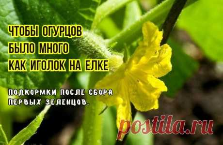 Вот и сняли первый огурец - нужно подкормить. 2 подкормки, чтобы от следующих огурцов отбоя не было: агрономы советуют | В саду у Валентинки | Дзен