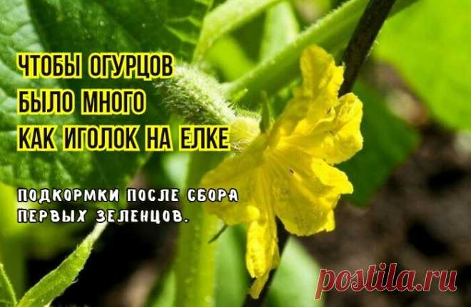 Вот и сняли первый огурец - нужно подкормить. 2 подкормки, чтобы от следующих огурцов отбоя не было: агрономы советуют | В саду у Валентинки | Дзен