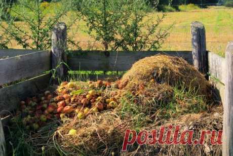 Можно ли класть в компостную яму гнилые яблоки и другие подгнившие продукты? - Садоводка