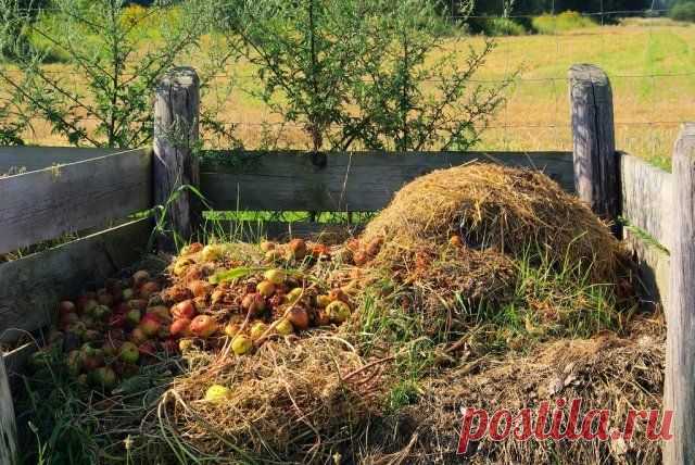 Можно ли класть в компостную яму гнилые яблоки и другие подгнившие продукты? - Садоводка