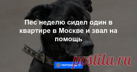 Хозяин не вернулся из больницы, и теперь пожилому псу ищут дом.
