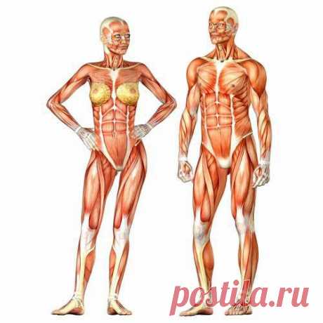 Мужчина vs. Женщина | BroDude.ru: Забавный факт, мужчины и женщины, несмотря на многие различия и борьбу противоречий, все же сходятся и как-то сосуществуют. Конечно, не во всех случаях, но, меж тем, так уж мы устроены — по-разному, но друг для друга. Кстати, отличий между мужчиной и женщиной намного больше, чем может показаться на первый взгляд