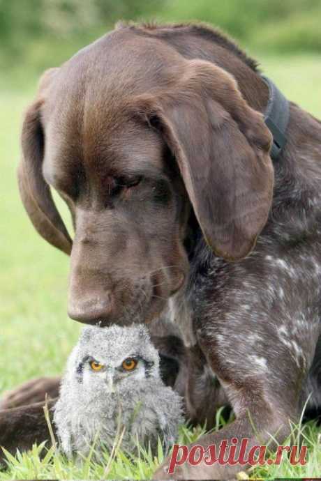 (+1) тема - Животные тоже умеют дружить! | Четвероногий юмор