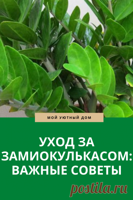 Уход за денежным деревом