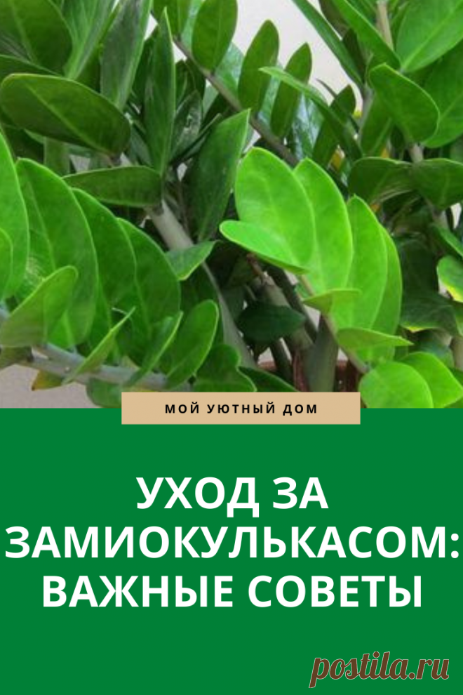 Уход за денежным деревом