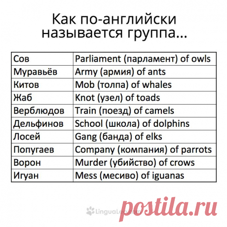 Groups of animals in English) Very interesting)))