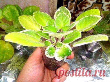 Удаляем пасынки на фиалке Подробное видео