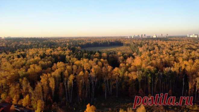 29-10-24--Более трети всех видов ДЕРЕВЬЕВ на Земле оказались ПОД УГРОЗОЙ ИСЧЕЗНОВЕНИЯ. Ученые провели глобальное исследование состояния деревьев в разных частях планеты. Оно заняло около десяти лет.