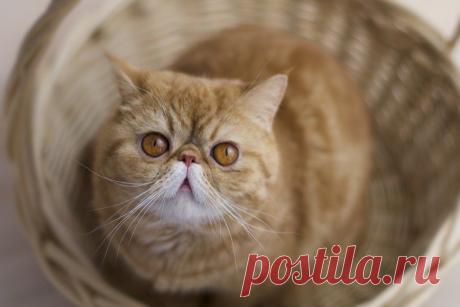 photogenic felines