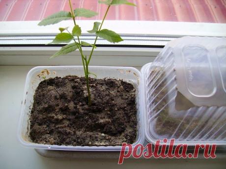 АГРОВИЛЛА: Грецкий орех из семян