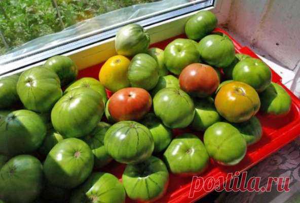 Как сохранить урожай: несколько способов дозревания зеленых помидоров в домашних условиях — Дачный участок