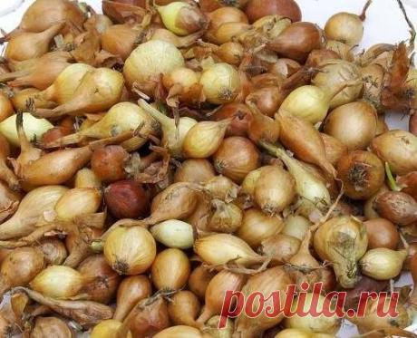 Какой севок лучше