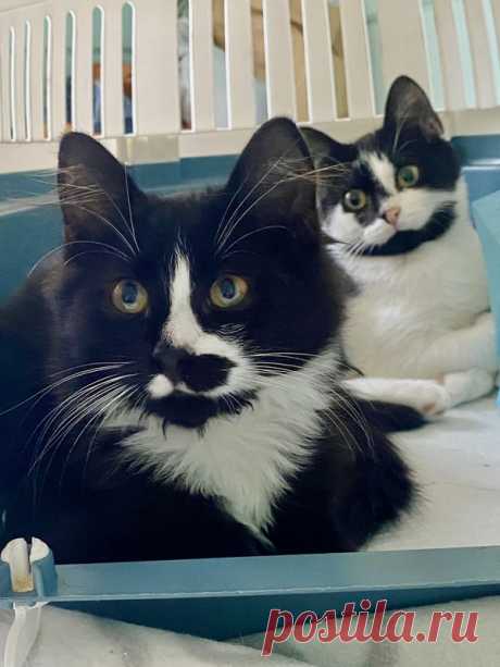 Тоша и Гоша ищут дом. Санкт-Петербург и ЛО – ПОДАРИ НАДЕЖДУ, пользователь Ольга PPR | Группы Мой Мир