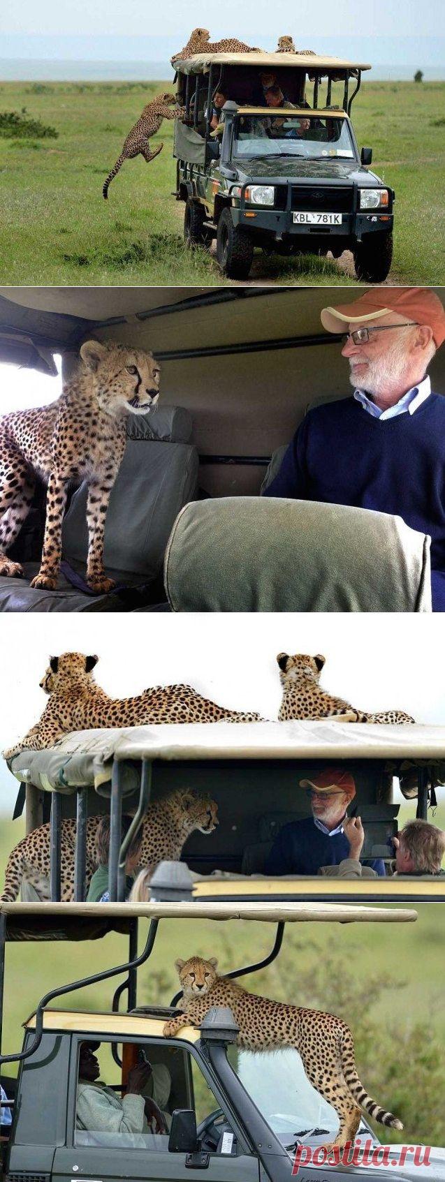 Тот самый момент, когда к вам в джип запрыгнул гепард - Путешествуем вместе