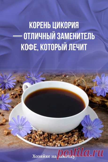 Корень цикория — отличный заменитель кофе, который лечит