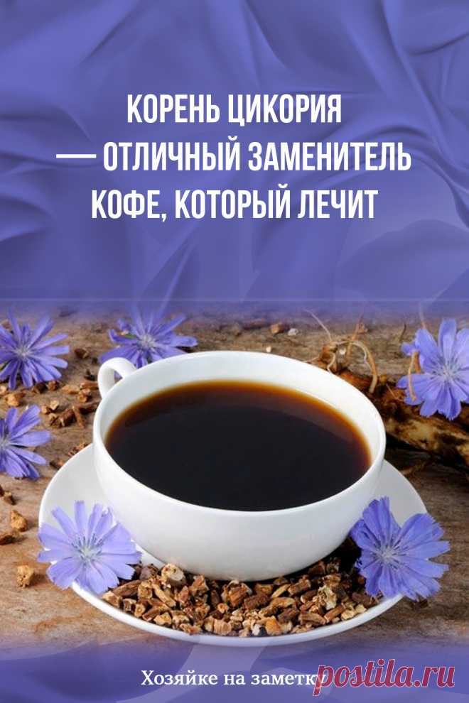 Корень цикория — отличный заменитель кофе, который лечит