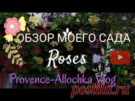 РОЗЫ/ПЛЕТИСТЫЕ РОЗЫ/КРАСИВЫЕ ЦВЕТЫ/ОБЗОР МОЕГО САД/НАЧАЛО МАЯ