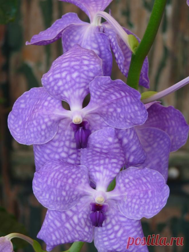 Purple Orchid (Vanda coerulea) Many thanks to everyone who will pass by visiting my shots. Comments are appreciated. You are welcome. Sergio  Panasonic Lumix FZ28 © Sergio Presbitero 2012, All Rights Reserved This work may not be copied, reproduced, republished, edited, downloaded, displayed, modified, transmitted, licensed, transferred, sold, distributed or uploaded in any way without my prior written permission.