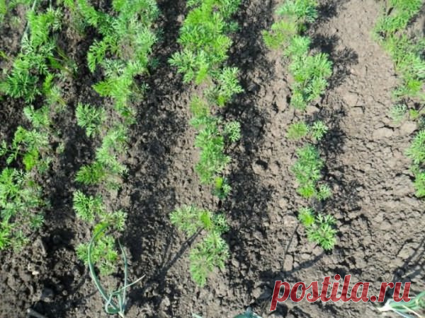 Коль используешь ты соль — будешь осенью король