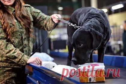 Туристка ввезла из Таиланда в Россию редкий коралл и попалась на таможне. Российская туристка ввезла из Таиланда в Россию редкий коралл и попалась сотрудникам таможни. Уточняется, что путешественница привезла экзотический сувенир с Пхукета в Томск. Коралл весил 270 граммов. Россиянка не знала, что для провоза таких предметов необходимо декларирование.
