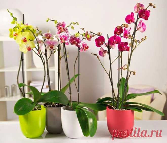 Как ухаживать за орхидеей в домашних условиях: после покупки, после цветения, особенности ухода и пересадки, полезные советы