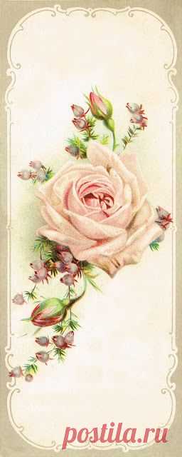 (300) Antique Graphics Wednesday - Beautiful Rose Image | Knick Of Time | Vintage Images