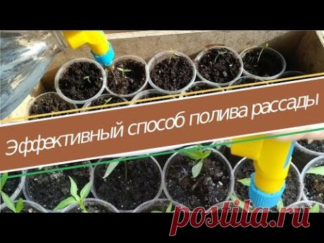 Огород на подоконнике. Как поливать рассаду - супер способ делать это быстро и эффективно - YouTube
