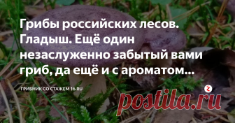 Грибы российских лесов. Гладыш. Ещё один незаслуженно забытый вами гриб, да ещё и с ароматом селёдки! Гладыш редко привлекает внимание грибника, а ведь по пищевой ценности он не уступает волнушке.