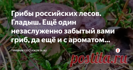 Грибы российских лесов. Гладыш. Ещё один незаслуженно забытый вами гриб, да ещё и с ароматом селёдки! Гладыш редко привлекает внимание грибника, а ведь по пищевой ценности он не уступает волнушке.