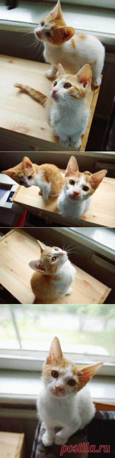Яркие солнечные котята!!!