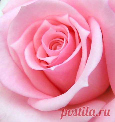 нежная роза