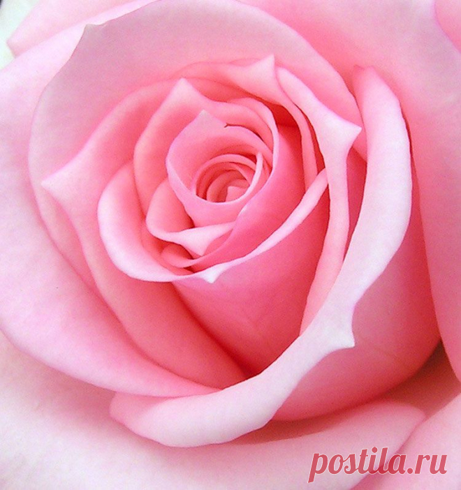 нежная роза