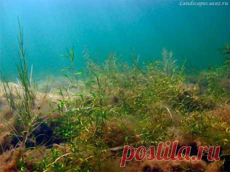 Underwater landscapes - Таманский залив 2007