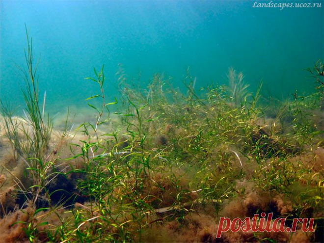 Underwater landscapes - Таманский залив 2007