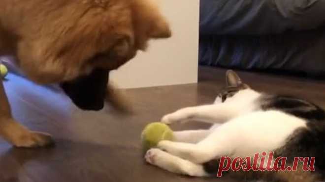 Любимая игрушка кота - это мяч)😝