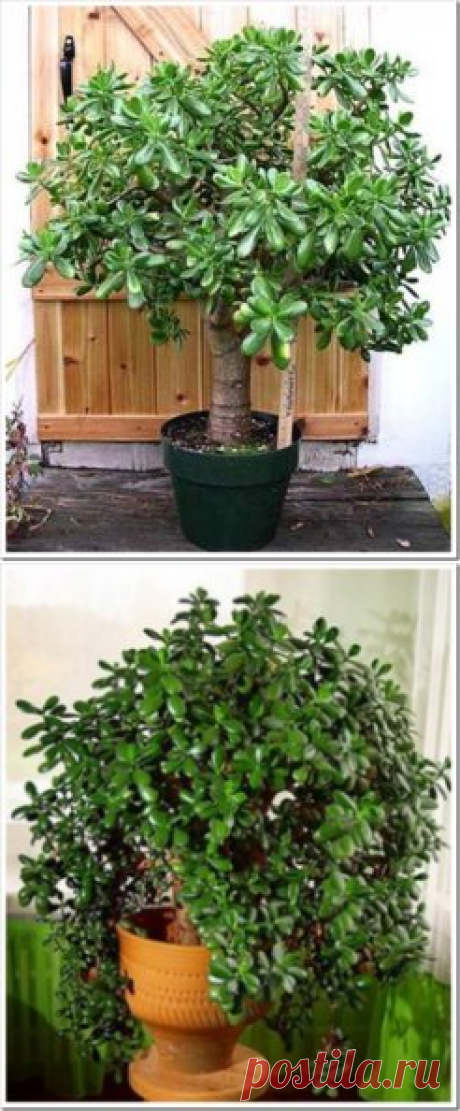 И у вас в доме такое же, правда? Так вот, знайте, что вы поливаете и выращиваете