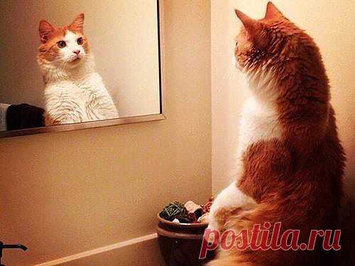 Я красотка...