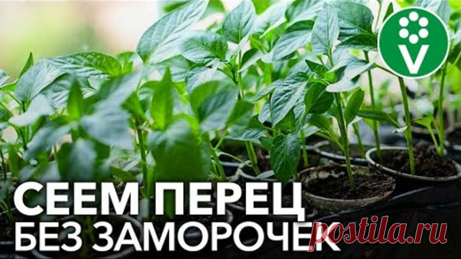 СЕЕМ ПЕРЕЦ НА РАССАДУ В 2021 ГОДУ: сроки посева, подготовка семян, распространенные ошибки