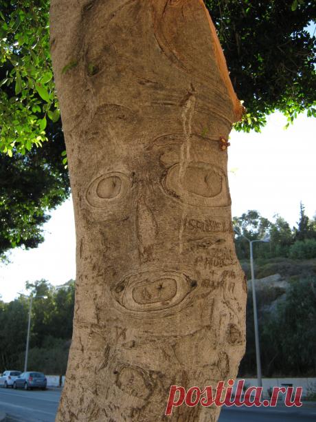 Дерево с рожицей (Греция, Родос, Фалираки)