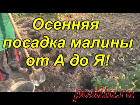 Посадка малины осенью от А до Я! Что кладём в лунку.
