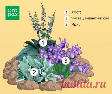 Схема клумбы из хосты, чистеца византийского и ирисов
