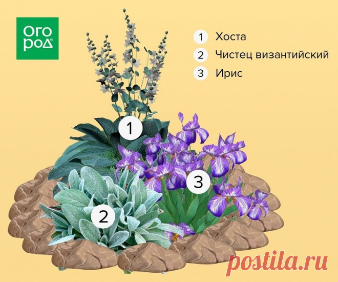 Схема клумбы из хосты, чистеца византийского и ирисов