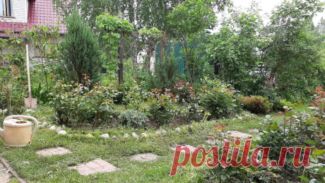 Готовим новый розарий и сажаем розы. | Цветочница Анюта 🌹 | Яндекс Дзен