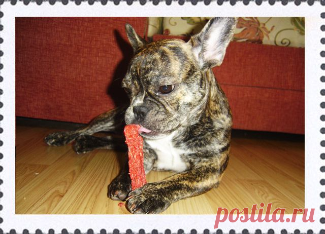 Выбор кормов - французский бульдог