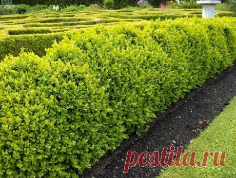 🌿Как размножить самшит

Самшит, как впрочем, и другие растения, в магазинах недешевы. Да и гарантии, что приобретенные саженцы приживутся, нет. Поэтому имеет смысл освоить черенкование. Этот метод размножения многолетников не сложный, нужно только знать некоторые особенности каждого конкретного вида растений. Посадочного материала за 1-2 сезона можно получить прилично, и себе останется, и поделиться будет чем, да и продать или сдать на реализацию не возбраняется. 

Самшит...