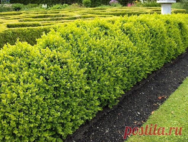 🌿Как размножить самшит

Самшит, как впрочем, и другие растения, в магазинах недешевы. Да и гарантии, что приобретенные саженцы приживутся, нет. Поэтому имеет смысл освоить черенкование. Этот метод размножения многолетников не сложный, нужно только знать некоторые особенности каждого конкретного вида растений. Посадочного материала за 1-2 сезона можно получить прилично, и себе останется, и поделиться будет чем, да и продать или сдать на реализацию не возбраняется. 

Самшит...