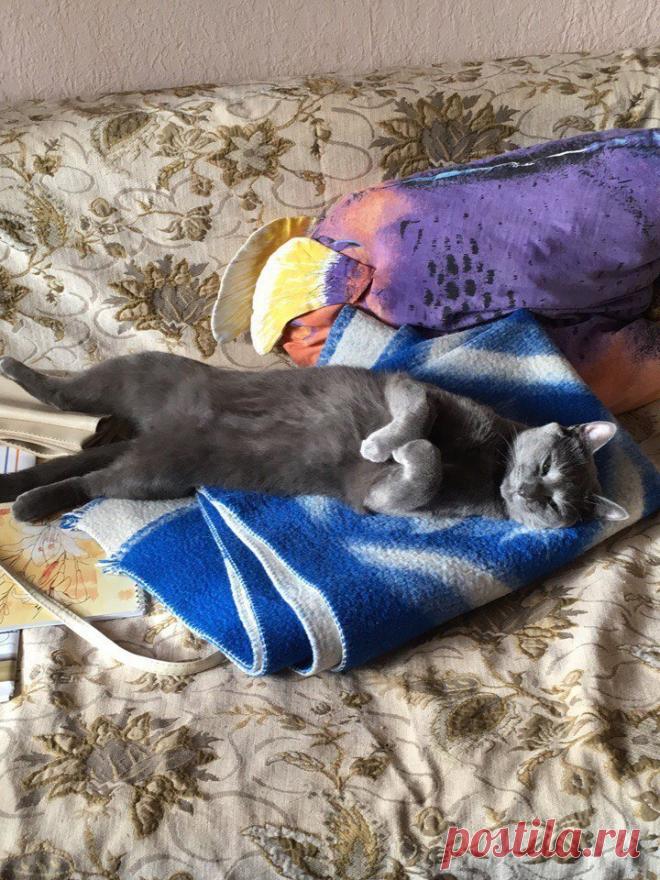 Люди пришли к заводчикам за красавцем, но случайно увидели заморыша (5 фото)