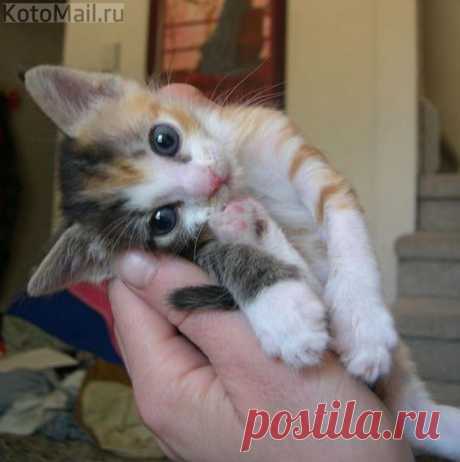 Нежное создание